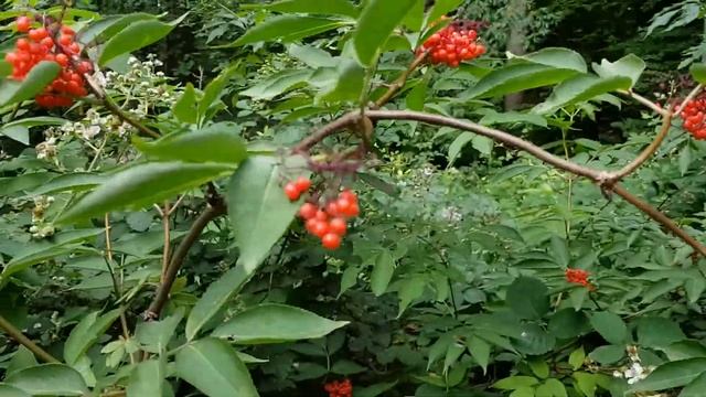 Roter Holunder - Reife Früchte - 12.06.18 (Sambucus racemosa) - Bäume (Früchte) bestimmen смотреть онлайн