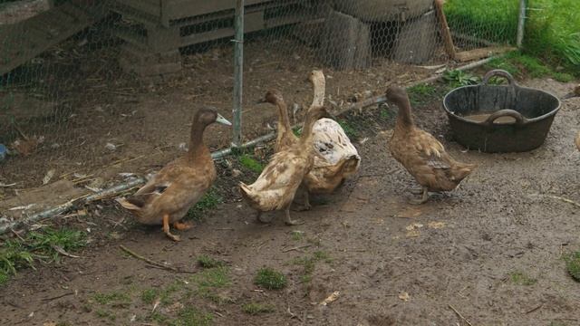 Hugely Productive No Dig Kitchen Garden | Inspiring Raised Bed Growing смотреть онлайн