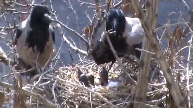 Воронья семейка смотреть онлайн