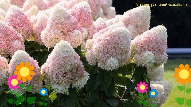 Гортензия метельчатая Саммер Лав. Краткий обзор, описание hydrangea paniculata Summer Love смотреть онлайн