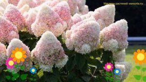 Гортензия метельчатая Саммер Лав. Краткий обзор, описание hydrangea paniculata Summer Love