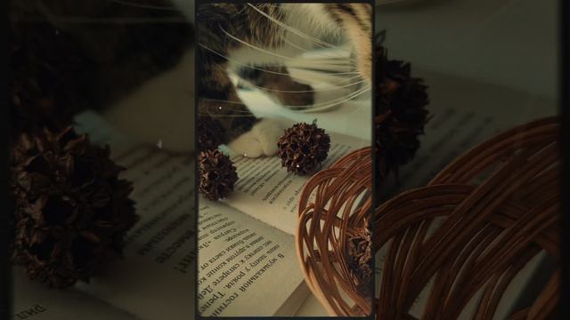 Кошечка учёная)