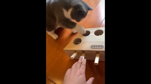 Confused Cats Trying To Play Whack-A-Mole Game смотреть онлайн