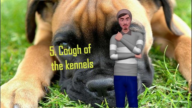 What Are The Causes Of White Vomit In Dogs? смотреть онлайн
