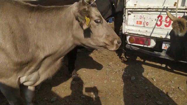 Рынок скота Сокулук. Мал базары. 27.09.2020 ж. Букалар кымбат баада сатылууда. смотреть онлайн