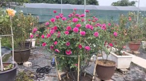 RaMuKan rose Khoe Sắc Ngày đẹp Trời Đây các chế ơi :)))))