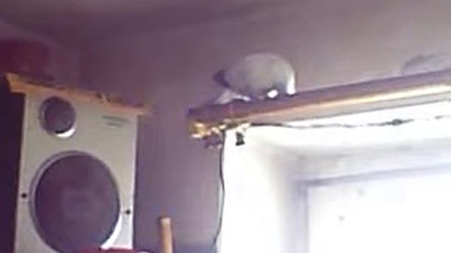 Гаврики искупались + больной голубь смотреть онлайн