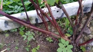 Жирующий куст винограда. Толстая лоза хорошо или плохо?