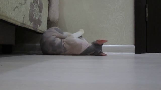 Донские сфинксы-вязка. смотреть онлайн