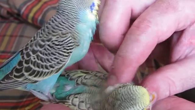 Сестричку гладят и я хочу Ч+М июль 2012 смотреть онлайн