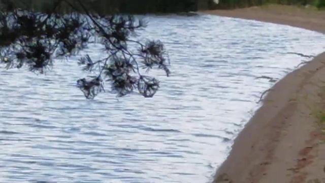 Оказалось это не лебедь, а журавль смотреть онлайн
