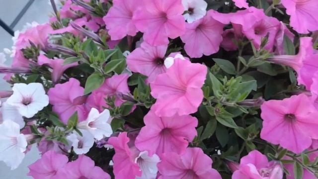 SUPERTUNIA VISTA po miesiącu od posadzenia kwiaty na balkon tarasy rabaty petunie jakie ma wymagani смотреть онлайн