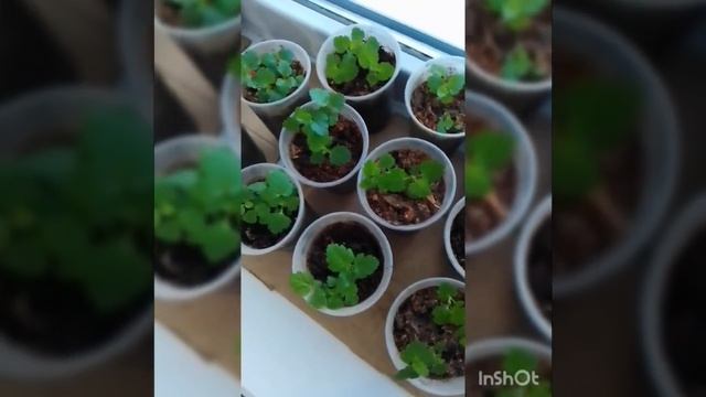 Пузыреплодник калинолистный Дартс Голд ? смотреть онлайн