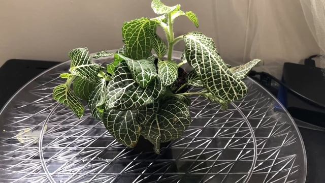 Nerve Plant ( Fittonia Albivenis ) Time Lapse Video // White Anne Perking Up After Watering.