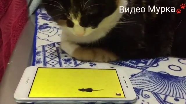 Кошка мурчит и ловит мышей в телефоне! Смешное видео)