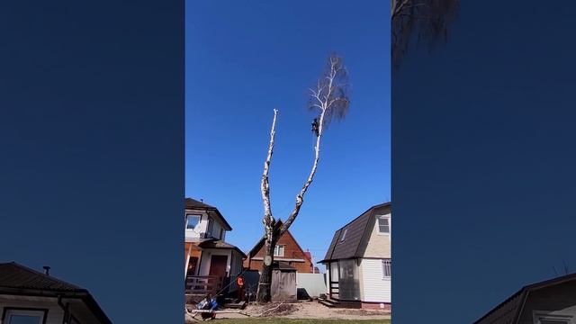 Удаляю дерево между двумя домами | Как спилить дерево и ничего не повредить | Арбористика