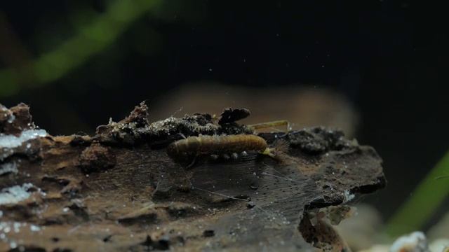 Wodosówka larwa (Hydropsychidae) - budowa norki. Caddisfly Larva смотреть онлайн