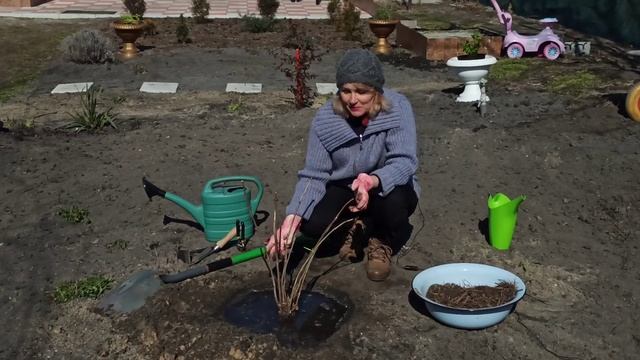Как сажать гортензию смотреть онлайн
