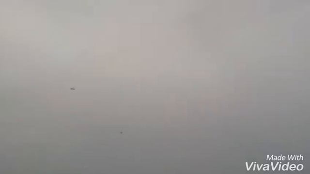 Чайки ловят рыбку!!! смотреть онлайн