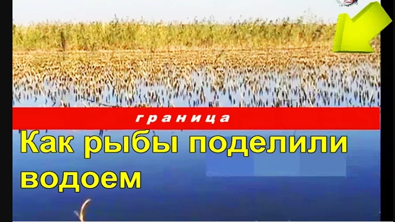 Своеобразный пруд. Рыбы поделили водоем. Fishing Angeln La Pesca Câu Cá Memancing Wędkarstwo 钓鱼