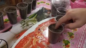 Выращивание из семян   /Альбиция и Сакура
