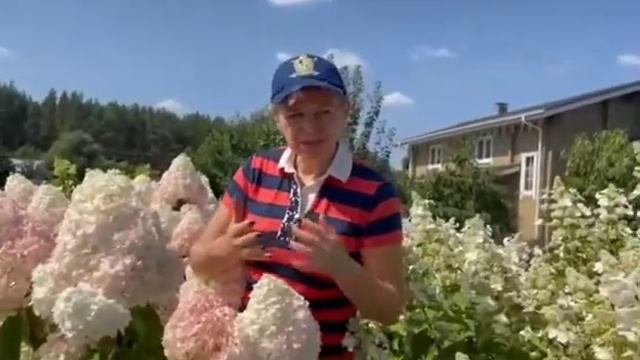 И снова - ГОРТЕНЗИЯ ВАНИЛЬ ФРАЙЗ! Сорт, которого всегда мало! смотреть онлайн