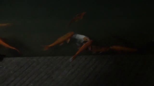 THE GOLDEN TEMPLE - AMRITSAR , NIGHT VIEW , THE BEAUTIFUL FISH OF GOLDEN TEMPLE смотреть онлайн