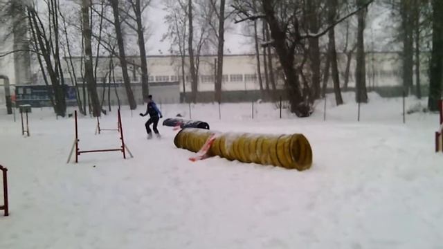 Тренировка по аджилити 10.01.15 смотреть онлайн