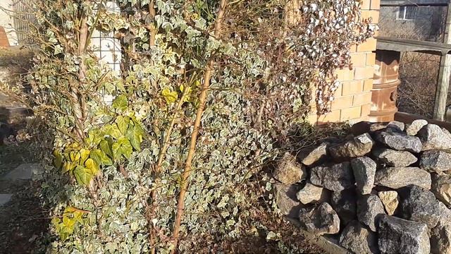 Загорожі із плюща#плющзимуючий#вічнозеленірослини#живізагорожі