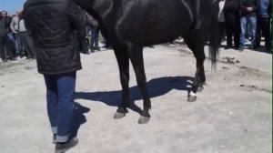 Самые Красивые Лошади Карачаевской породы!!