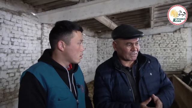 Кантип күнүнө 400 литр сүт алып жатат ? Голштино уйлар жөнүндө кеңири маалымат - АГРОВЕТАЗИЯ смотреть онлайн