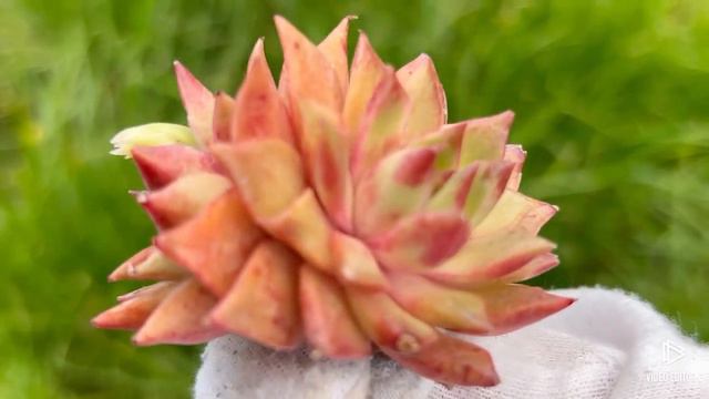 Echeveria ‘Red Shani’ смотреть онлайн