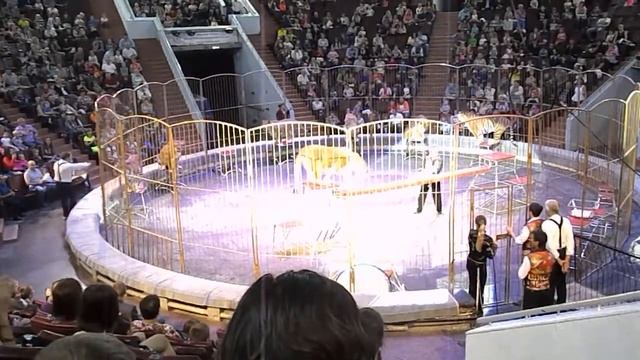 империя львиц в кемерово смотреть онлайн