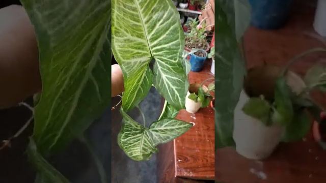 syngonium water propagation : Arrow Headed Plant #shorts 42 #syngonium #Gardening #propagation смотреть онлайн
