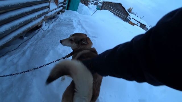Живу в деревне. Утро после пурги. Измерил высоту снега. Тулан на прогулке. смотреть онлайн