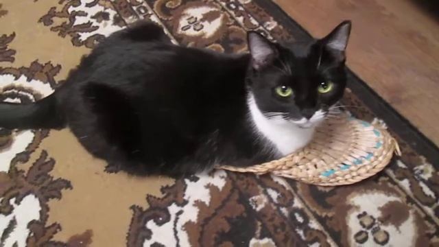 Кошечка-модница смотреть онлайн