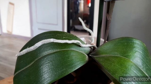 Orchid Spotlight: Phalaenopsis I-Shin Sesame orchid care #orchids #phalaenopsis смотреть онлайн