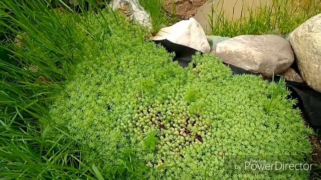 Обзор сада, мои клумбы и не доделки. смотреть онлайн