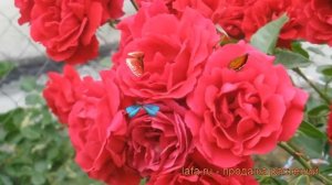 Роза плетистая Симпати (rose sympathie) ? роза Симпати обзор: как сажать саженцы розы Симпати