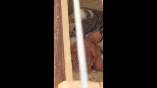 Попугайчики. Детёныши. Птенцы. смотреть онлайн