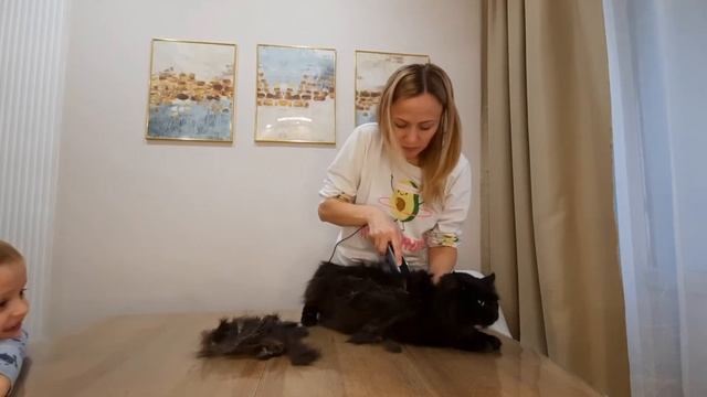 Стрижка кота в домашних условиях смотреть онлайн