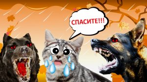 Стая БЕШЕНЫХ Собак НАПАЛА на КОТЕНКА!!!