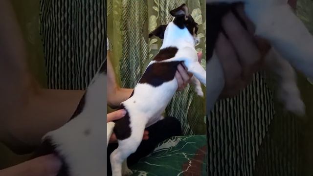 Харли Дэвидсон купить чихуахуа в питомнике смотреть онлайн