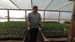 Обустройство пленочной теплицы из дерева внутри.