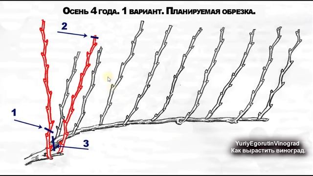 ? 10 шагов. Как научиться выращивать виноград. Посадка, формировка, обрезка винограда. смотреть онлайн