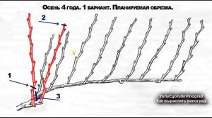 ? 10 шагов. Как научиться выращивать виноград. Посадка, формировка, обрезка винограда.