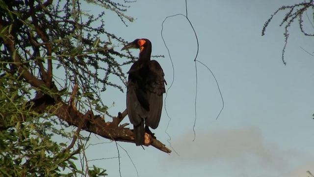 Southern Ground Hornbill; S.Africa. Кафрский рогатый ворон; ЮАР (2203sp) смотреть онлайн