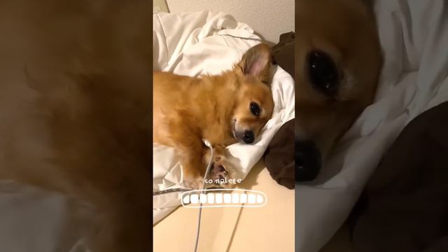 Cargo dog #funny_animals смотреть онлайн