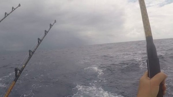 Голубой Марлин 74 кг.Blue Marlin