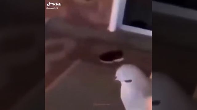 снегирь перелетает смотреть онлайн